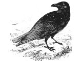 Raven (Corvus corax), Heb.`ReB (Gen.8.7, Lev.8.15, Deut.14.14, 1King.17.3-7)